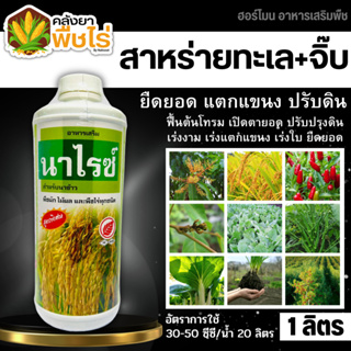 🌽 นาไรซ์ (อะมิโน+สาหร่าย+จิ๊บ) 1ลิตร ลมเบ่ง เร่งดอก ดึงช่อ