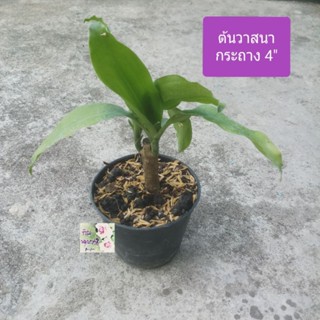 ต้นวาสนา Dracaenas กระถาง 4" ต้นไม้มงคล เสริมโชคลาภวาสนาบารมี เสริมความเจริญรุ่งเรือง ช่วยฟอกอากาศ เลี้ยงง่าย