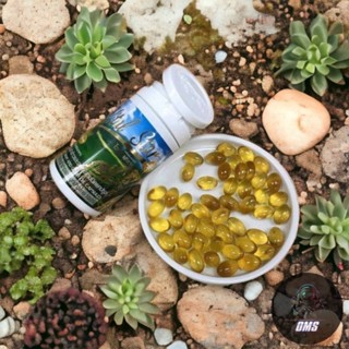 VITAL STAR RICE BRAN OIL (AIMSTAR) (1ขวด 60แคปซูล)