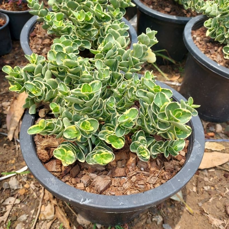 ต้นมหาเฮง ไม้มงคล ดอกหอม