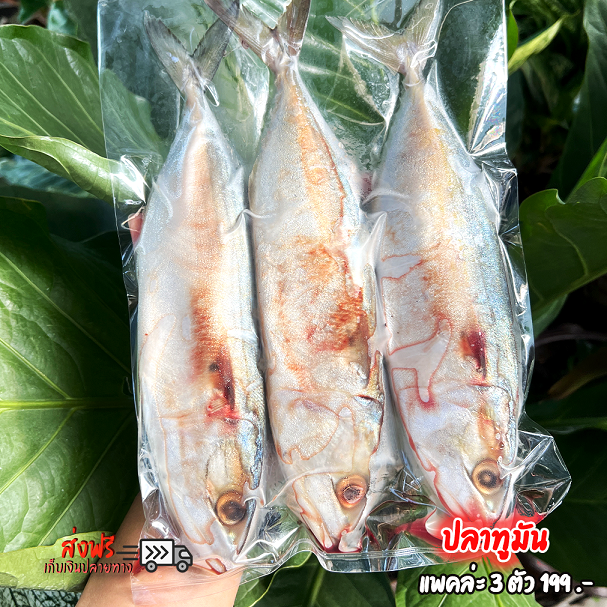 ปลาทูมัน ตัวใหญ่ เนื้อหวานมัน สดใหม่