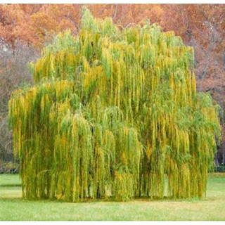 เมล็ดพันธุ์ต้นวิลโล่บาบิโลเนีย(Babylonian Weeping Willow Tree Seed)บรรจุ 100 เมล็ด ของแท้ คุณภาพดี นำเข้าจากต่างประเทศ