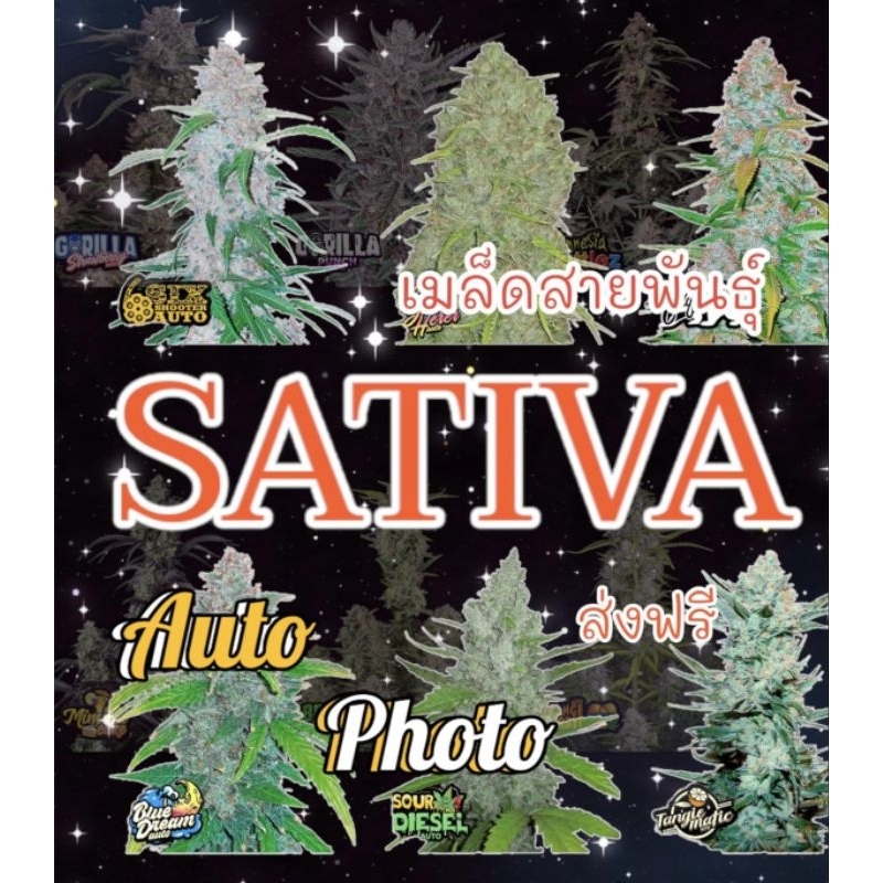 เมล็ดกัชชา Sativa(ซาติวา) คัดเพศเมียกัชชาสายพันธุ์ต่างๆ แถมฟรีปุ๋ยฮอร์โมน เร่งราก สินค้ารับประกันการงอก เมล็ดกัญชาออโต้