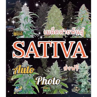 🔥เมล็ดกันชาตระกูล🔥Sativa(ซาติวา)♀️คัดเพศ♀️กัชชาสายพันธุ์ต่างประเทศ แถมฟรีปุ๋ยฮอร์โมน เร่งราก สินค้ารับประกันการงอก