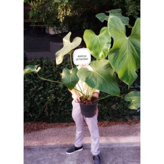 Anthurium Faustomirandae Anthurium Faustino Giat แอนทอเรียม หน้าวัวใบยักษ์ ไซส์ใหญ่ ไม้แรร์ ได้ต้นตามภาพ