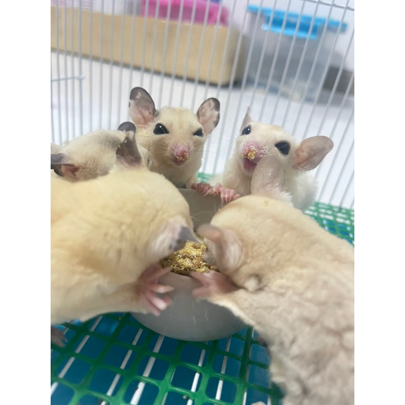 อาหารชูการ์เซ็ตรวมสุดคุ้มอาหารชูก้าไกรเดอร์ อาหารสัตว์ฟันแทะขนาดเล็ก อาหารหนูแฮมเตอร์ ดอเมาส์ - รูปที่ 2