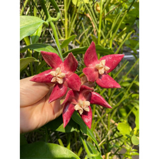 โฮย่าจักรพรรดิ์ (Hoya Imperialis) ดอกสีแดง กระถาง4นิ้วพร้อมลวดแขวน