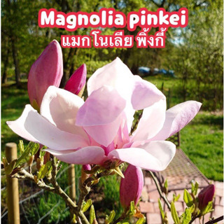 แมกโนเลีย พิ้งกี้ ดอกสีม่วงอมชมพู (Magnolia pinkie)เสียบยอด40-60cm.