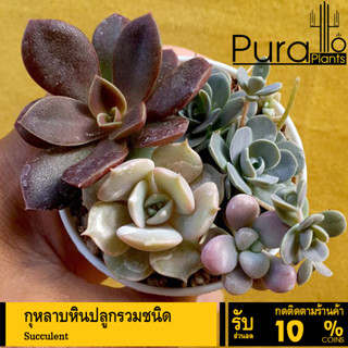 ต้นไม้อวบน้ำ กุหลาบหิน รวมสายพันธุ์ กระถาง 10 ซม. #succulent #กุหลาบหิน