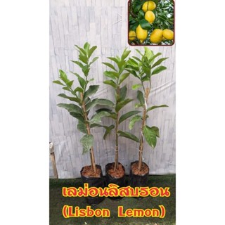 เลม่อนลิสบรอน (Lisbon Lemon) เลม่อนสายพันธุ์โปรตุเกส