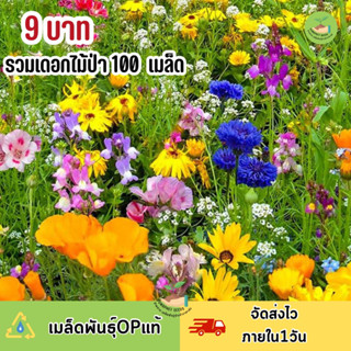 ราคาพิเศษ 9 บาทรวมเมล็ดพันธุ์ดอกไม้ป่า บรรจุ100 เมล็ด