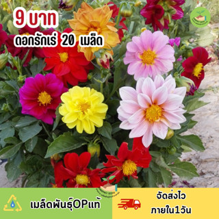 พิเศษ 9 บาท ดอกรักเร่ คละสี 20 เมล็ด