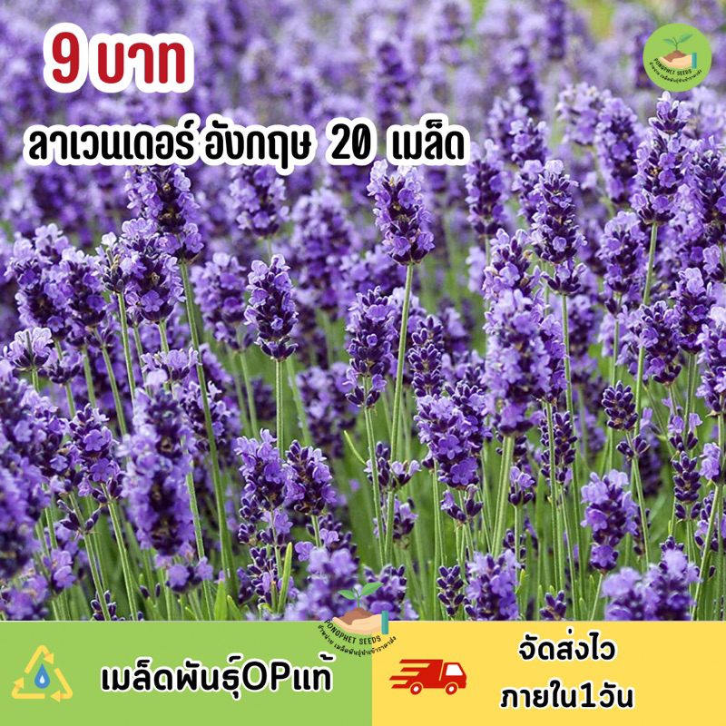 พิเศษ 9 บาท‼️ เมล็ดพันธุ์ ดอกลาเวนเดอร์ อังกฤษ บรรจุ 20 เมล็ด