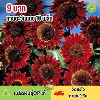 พิเศษ 9 บาท ‼️เมล็ดพันธุ์ ดอกทานตะวันแดง บรรจุ10 เมล็ด ทดลอง…