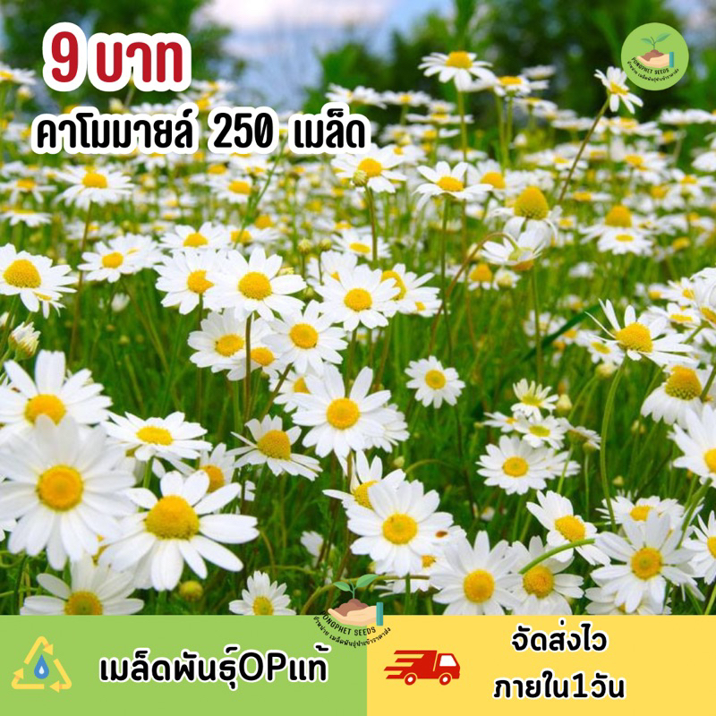 พิเศษ 9 บาท เมล็ดพันธุ์ดอกคาโมมสล์ บรรจุ 250 เมล็ด