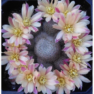 รีบูเทียซันไลน์ ดอกสีครีมโอรสฟอร์มสวยมาก กระถาง3”นิ้ว Rebutia Sunrise