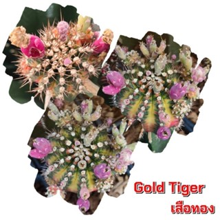 เมล็ดGold Tiger เสือทอง เก็บใหม่ๆสดๆจากในสวน