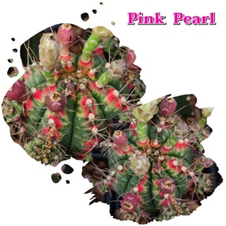 เมล็ดPink pearl พิงค์เพิล เก็บใหม่ๆสดๆจากในสวน