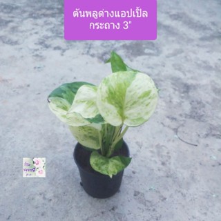 ต้นพลูแอปเปิ้ลด่าง พลูด่าง Manjula Pothos กระถาง 3" ไม้มงคล ช่วยเสริมลาภ สิริมงคล ฟอกอากาศได้ ชอบแดดรำไร