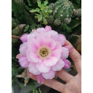 กระบองเพชร  cactus โลบิเวีย echinopsis หน่อเด็ดสด ลูกไม้ที่สวนสีใหม่ล่าสุด  Echinopsis jr2426   ขนาด  3 ซม.-4 ซม.