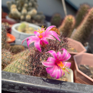 cactus Mammillaria Beneckei แมมหนามตะขอแดง 2 กระถาง 70.-