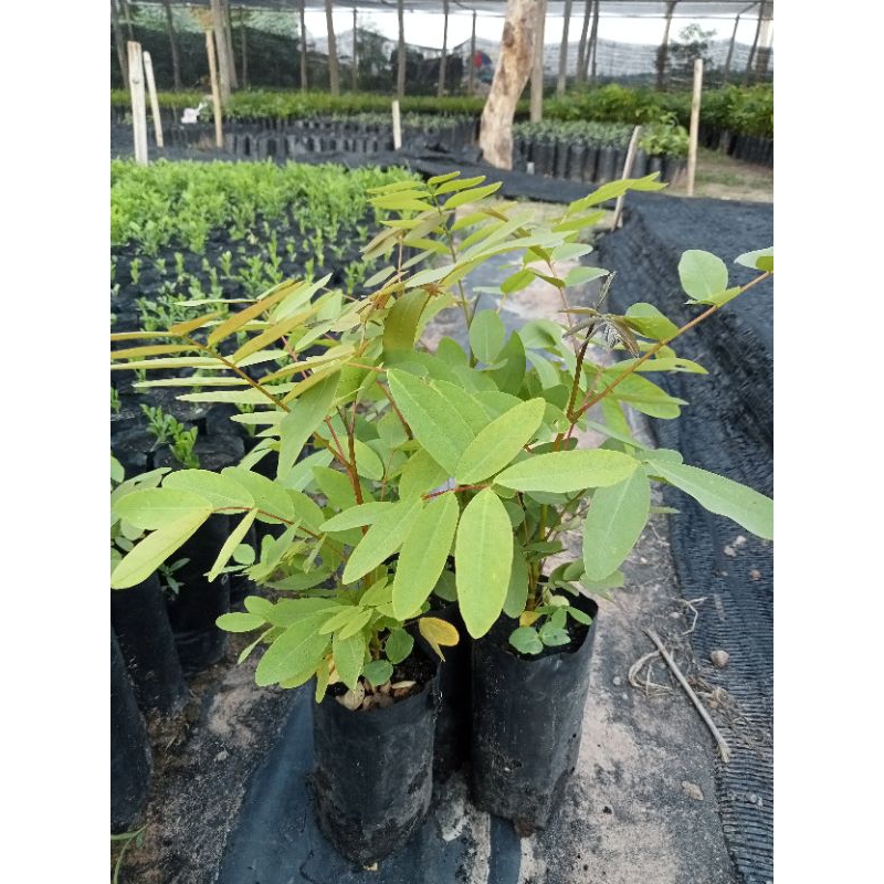 ต้นขี้เหล็ก (เพาะเมล็ดชุด 5 ต้น 109 บาท) พืชผักสมุนไพรไทย  ไม้ยืนต้น ใบและยอดอ่อน มีรสขม น้ำมาประกอบ