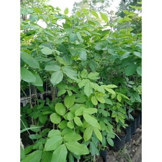 ต้นมะค่าโมง สูง 50-80ซม. ขนาดถุง3.5×9นิ้ว ส่งฟรี