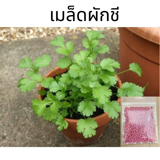 เมล็ดผักชี 10 แถม 1 (แบ่งขาย) 10 กรัม เมล็ดพันธุ์ผัก ผักชีผักชี coriander