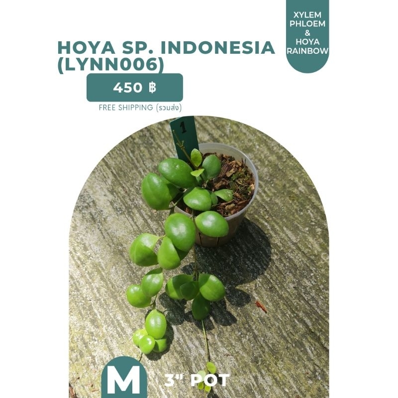 Hoya sp. Indonesia (Lynn006) /โฮย่าหลิน006