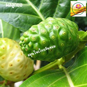 ผงลูกยอ  ลูกยอผง  Noni  fruit powder  ขนาด 200 กรัม - รูปที่ 2