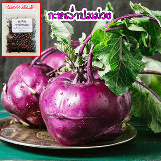 โคราบีม่วง Kohlrabi กะหล่ำปมสีม่วง ปลูกผัก สวนครัว พันธุ์แท้ 100% ปลูกต่อได้ นำเข้าจากต่างประเทศ (10 แถม1 คละได้)