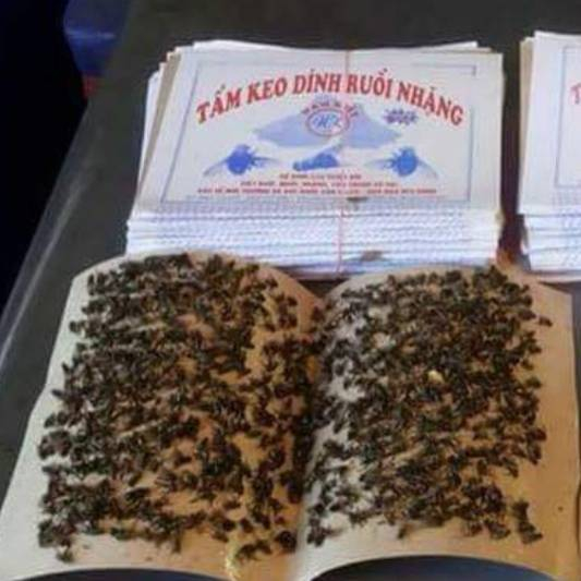 กาวดักแมลงวันอย่างดี พร้อมใช้ 100 แผ่น ติดแน่นหนีบพร้อมใช้ คุ้มค่า สุดสุด
