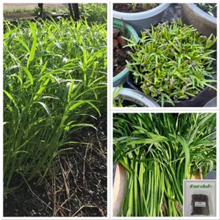 ผักบุ้งจีนถูกที่สุด 10 บ.เมล็ดพันธุ์ผักบุ้งจีน 100เมล็ดเมล็ดผักบุ้งจีนปลูกง่ายขึ้นไว