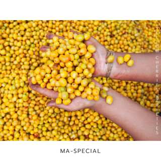 เมล็ดกาแฟคั่วอ่อน ไร่กาแฟครอบครัวมะ "Ma-Family Ma-Special"