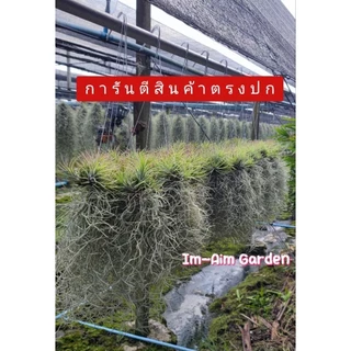 ((1ชุด10พวง)) เคราฤาษีแต่งทิวแลนเซีย