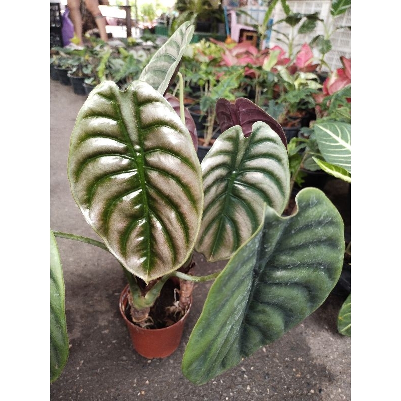 อโลคาเซียคูเปีย เรดซีเครท Alocasia Cuprea Red Secret