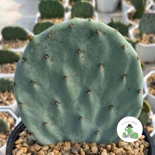 🌵 A Little cactus🌵| แคคตัส กระบองเพชร Opuntia โอพันเทีย ไจแอนท์ โรบัสต้า