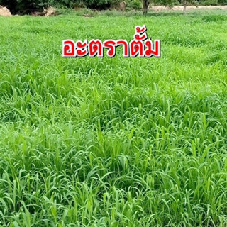 หญ้าอะตราตั้มสด สำหรับสัตว์เลี้ยง 1 กิโล ตัดสดก่อนส่ง