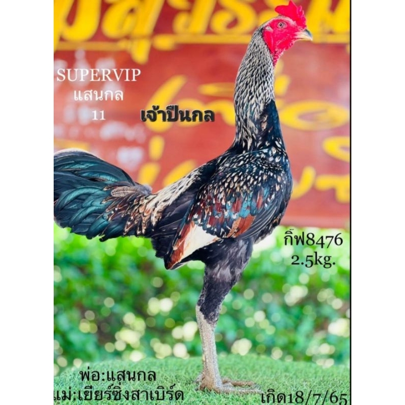 ไข่ไก่ชนสายเลือดแสนกล แชมป์70 ล้านโคตรม่าตีเชิงราคานี้จัดไห้4ฟองกันเลยคับ