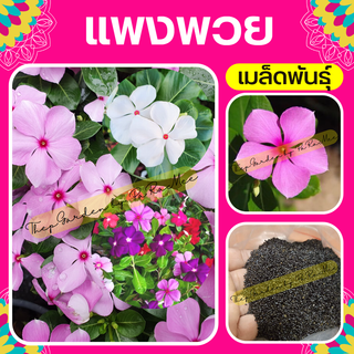 เมล็ดแพงพวย Cayenne Jasmine #แพงพวย (200-300 เมล็ด/คละสี)