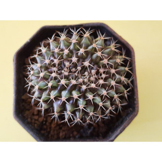 ยิมโนคริส  Gymnocalycium cristata แคคตัส กระบองเพชร ไม้สะสม