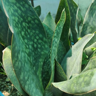 ต้นครีบปลาวาฬ Sansevieria masoniana