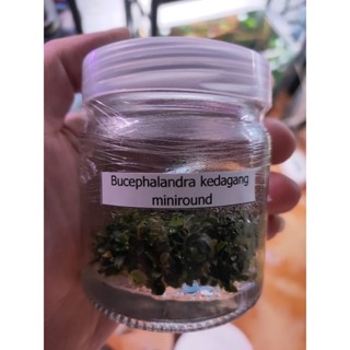 พร้อมส่ง 💯 bucephalandra sp. kedagang mini round ไม้เนื้อเยื้อ ปลอดสารพิษ กุ้งปลา ปลอดภัย