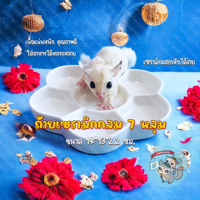 V ( ถ้วยเซรามิกกลม ) ถ้วยเซรามิกลม ถ้วยเซรามิก ถ้วย สัตว์เลี้ยง สัตว์เล็ก ชูการ์ กระรอก แฮมสเตอร์ ดอร์เมาส์ นก