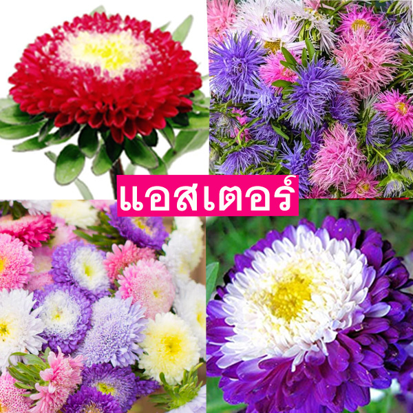 แอสเตอร์📌10แถม1++📌รวมทุกสายพันธุ์🎯ถูกที่สุด10บ.🎯เมล็ดพันธุ์แอสเตอร์ทุกสายพันธุ์ 30-50เมล็ด☘️ปลูกง่าย🌱ดอกสองสี👉สวยมาก