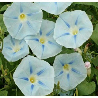 เมล็ดพันธุ์มอร์นิ่งกลอรี่ อิสเมย์(Ismay Morning Glory Seed)บรรจุ 20 เมล็ด ของแท้ คุณภาพดี ราคาถูก นำเข้าจากต่างประเทศ