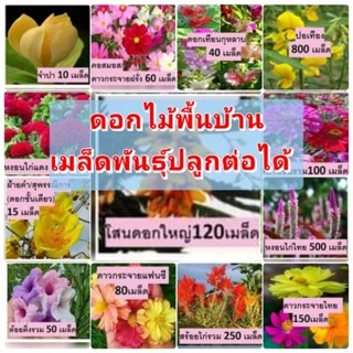 ดอกไม้พื้นบ้านสวนแทนใจไร่ดอกเหงื่อ เมล็ดพันธุ์ปลูกต่อได้