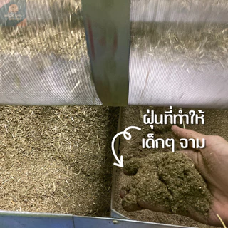 หญ้าอัลฟาฟ่า หญ้าอัลฟาฟ่าสับ Alfalfa โอ๊ตสับ เกรดพรีเมียม ร่อนฝุ่น 1 กิโลกรัม Alfalfa