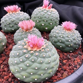 [ถูกที่สุด]แคคตัสโลโฟ lopho cactus,ไม้อวบน้ำ กระบองเพชร ยิมโนด่าง cactus succulent ไม้ประดับ