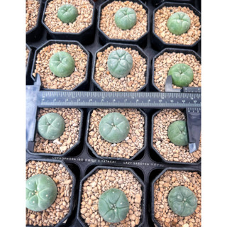 Lophophora Fricii สายพันธุ์แท้ โลโฟ ฟริซิอาย แคคตัสโลโฟ